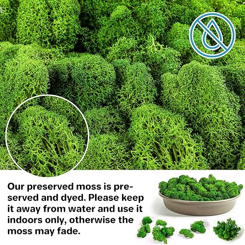 Miniatura 3 de Sukh Musgo preservado  Musgo de 3.5 onzas para manualidades, musgo sintético de musgo verde natural, arte para pared, terrarios de musgo floral,