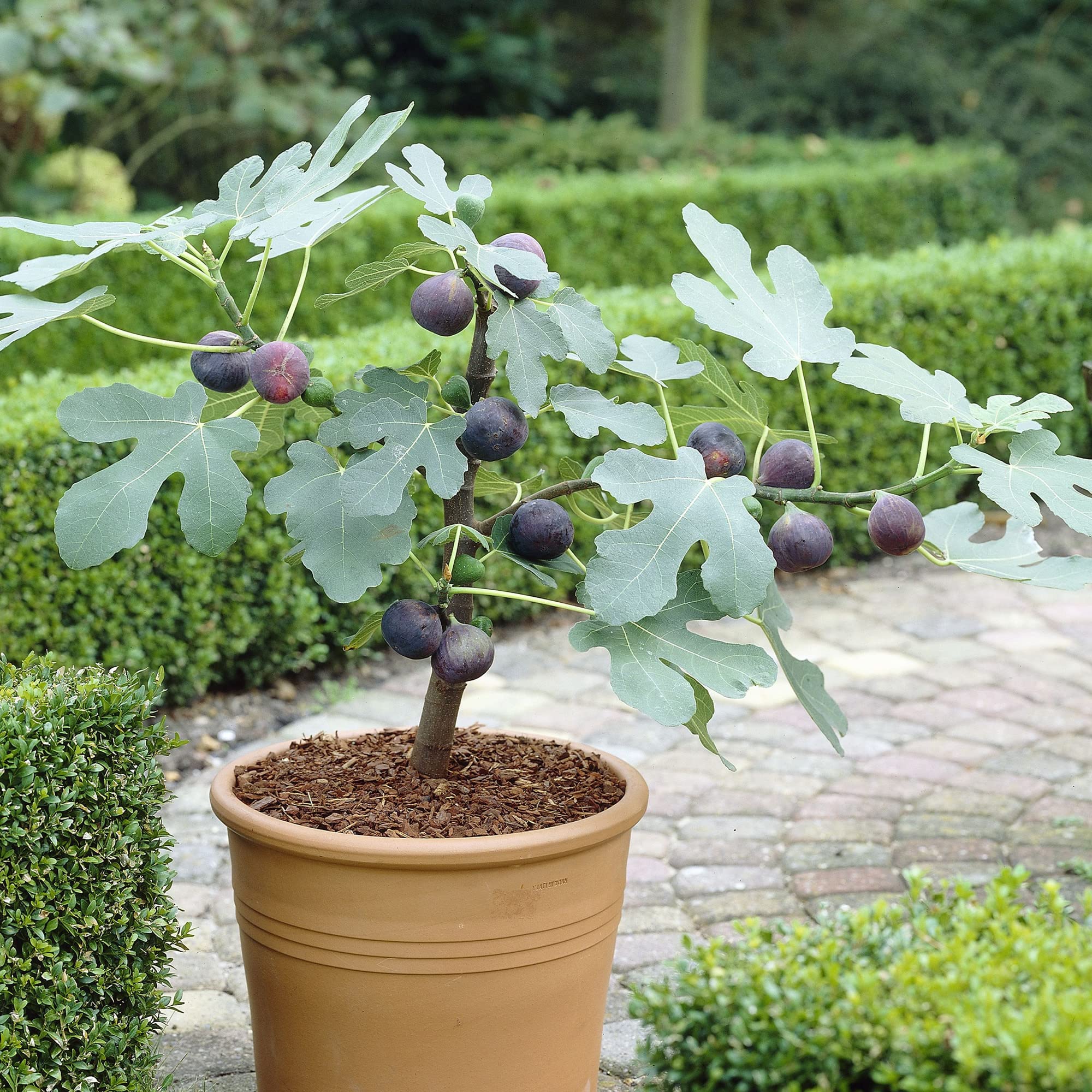 Ficus Little Miss Figgy | Dwarf Deciduous Outdoor Garden Fig Fruit Plant Potted Shrub | for Patios, Indoor, House Plant, Bedding, Borders - 2L Pot