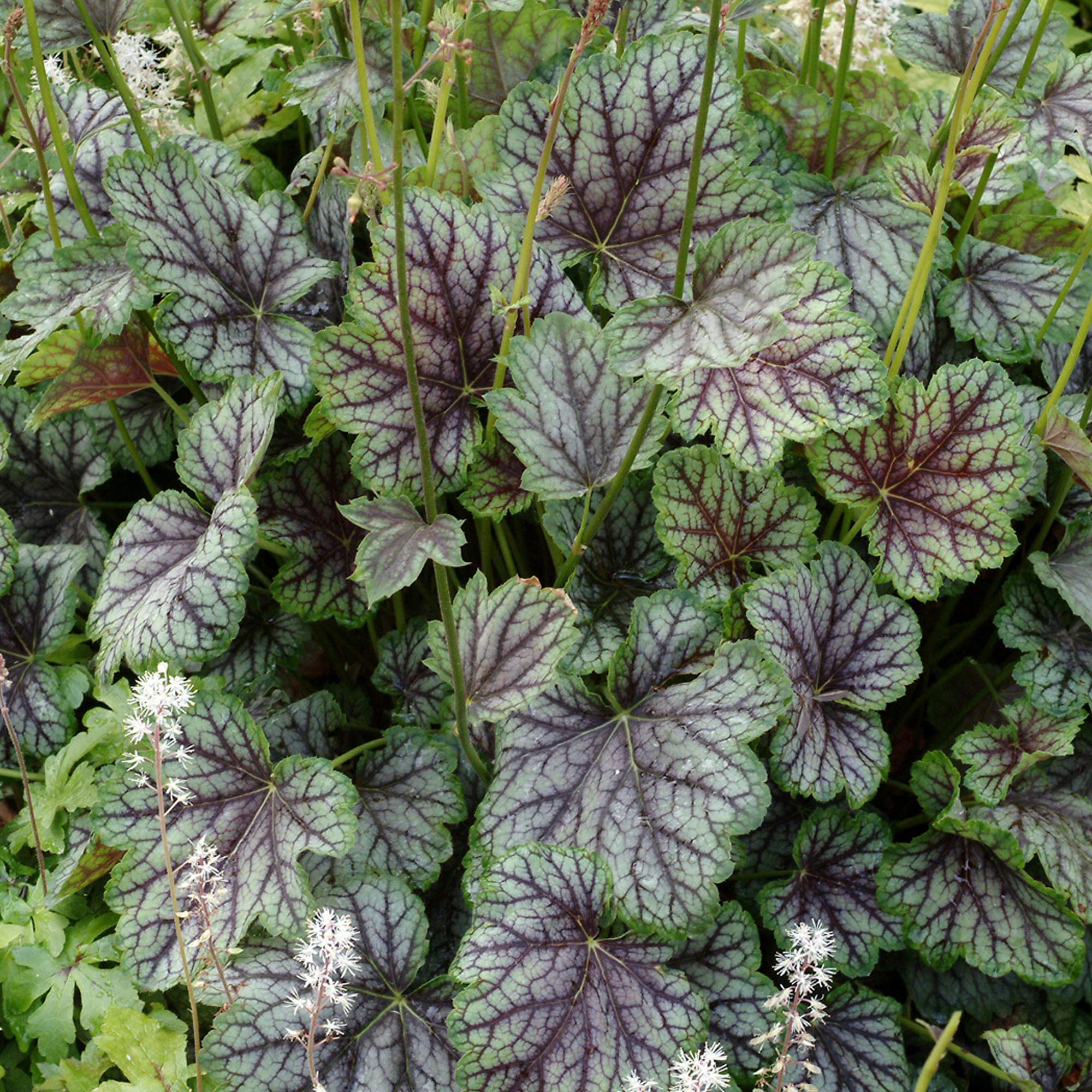 Heuchera Green Spice Coral Bells Perennial Hardy Garden Plants in Plant Pot (15-30cm Incl. Pot)