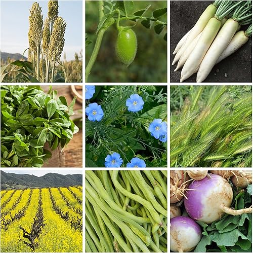 Miniatura 1 de Mezcla de semillas de cultivo de cobertura apta para forraje sin labranza  1 libra, cubre 1,000 pies cuadrados  9 variedades de invierno para