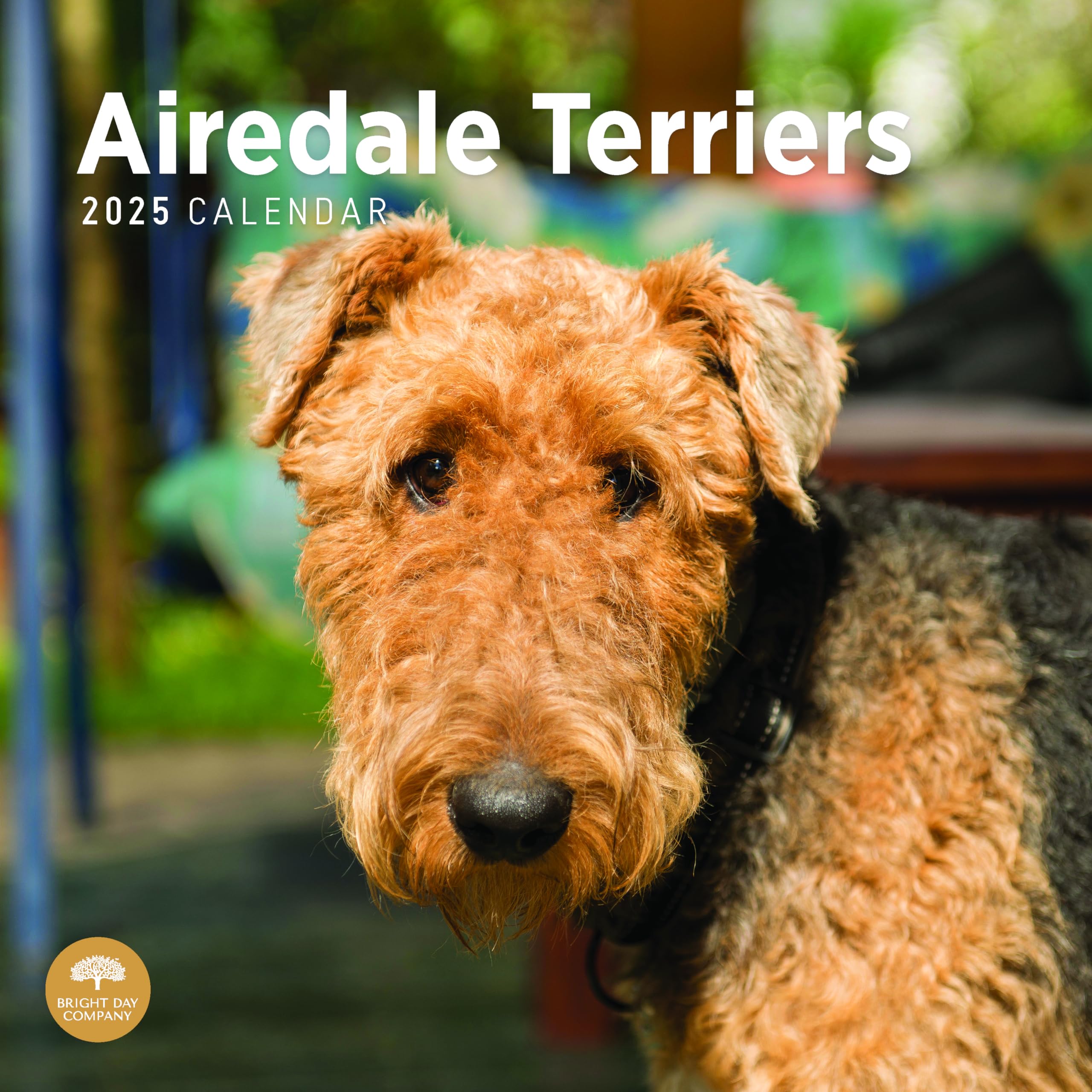 Bright Day Calendars 2025 Airedale Terriers Monthly Wall by 12 x 12 Inch Cute Dog Breed Gift