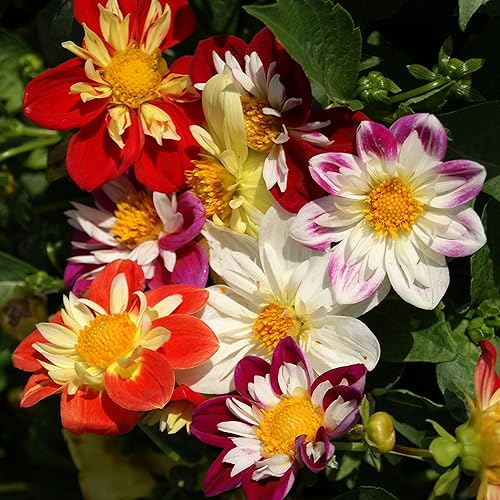 Outsidepride Dahlia Dandy Flower Seed Plant Mix - 500 semillas Outsidepride Dahlia Dandy Flower Seed Plant Mix - 500 semillas