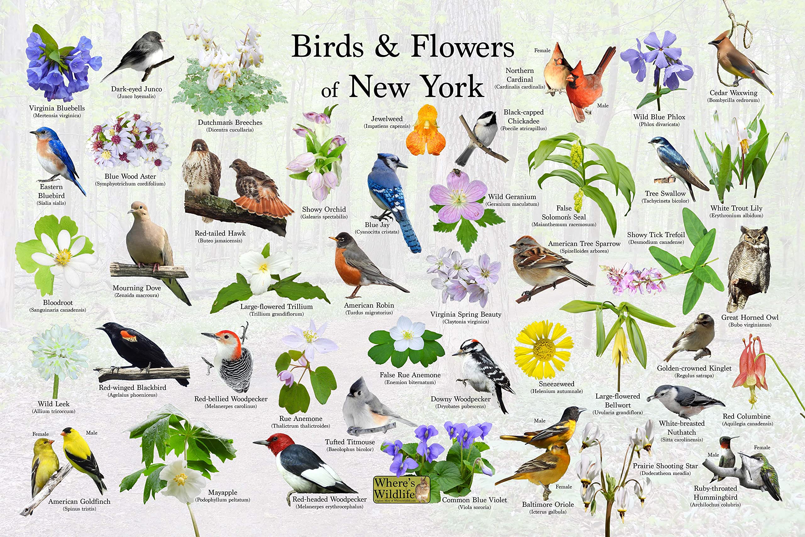 New York Flower And Bird