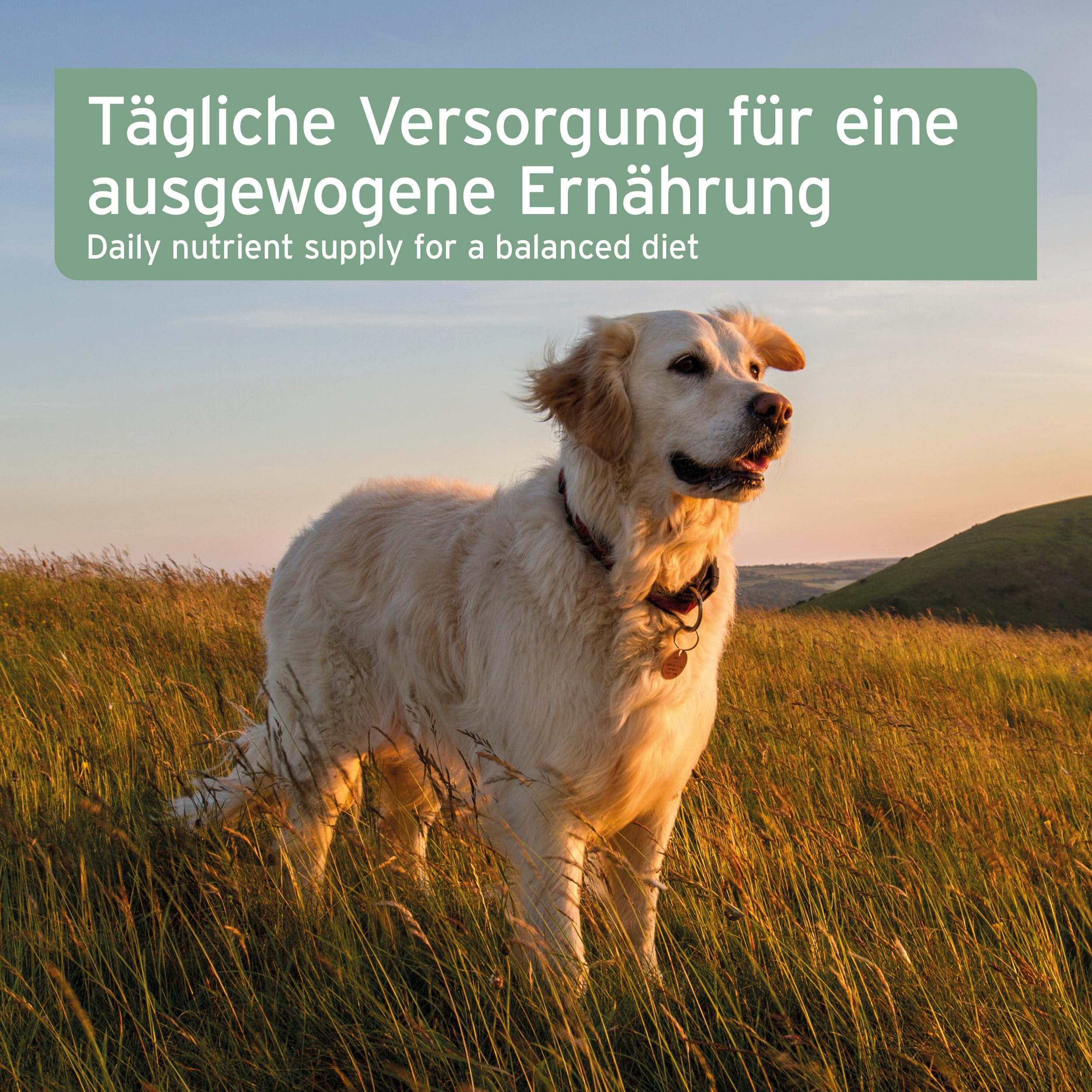 AniForte Olio di Semi di Canapa biologico per cani e gatti 500 ml - Puro e spremuto a freddo come additivo all'alimentazione cruda, prodotto naturale di prima qualità senza additivi