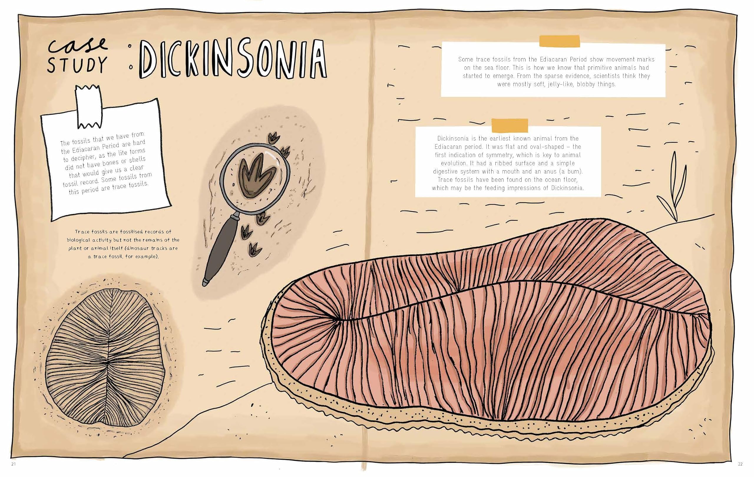 Stones and Bones: Fossils and the stories they tell