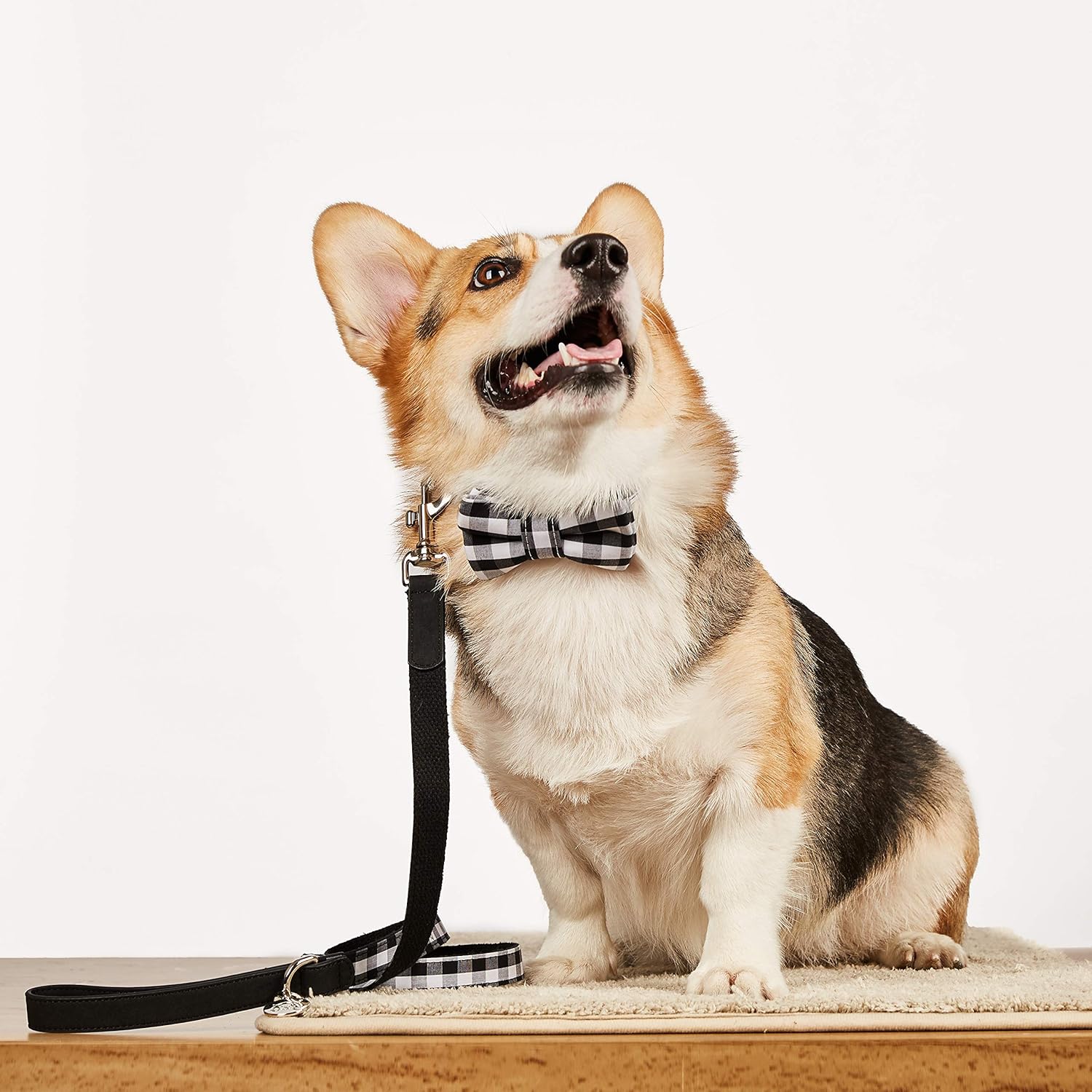 Modern Pups Black Gingham Plaid Collar with Bow Tie and Leash by United Pups (Medium)