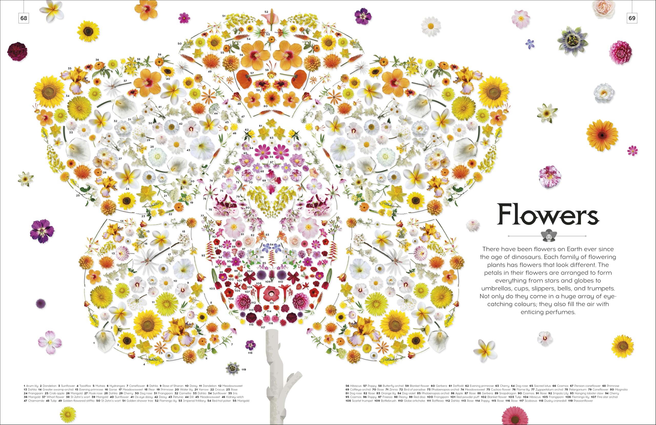 Shapes of Nature: A Big, Beautiful Book of the Natural World for Kids