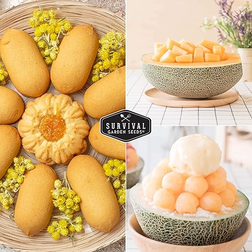 Miniatura 5 de Survival Garden Seeds - La mejor semilla de melón de Hale para plantar - Cultiva melón jugoso para comer - 5 paquetes con instrucciones para plantar