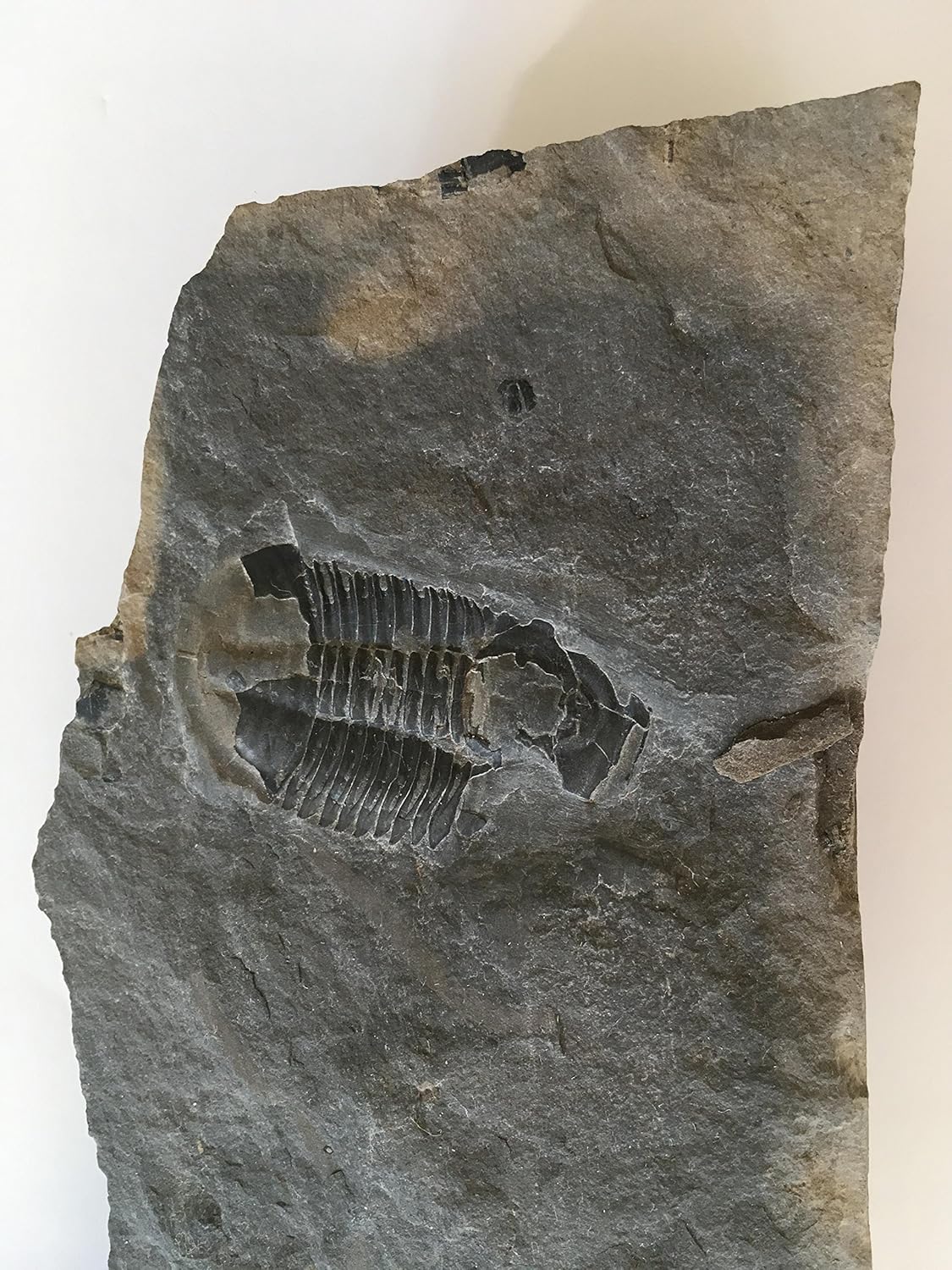Genuine Trilobite Fossil in Matrix - Elrathia Kinghi - R