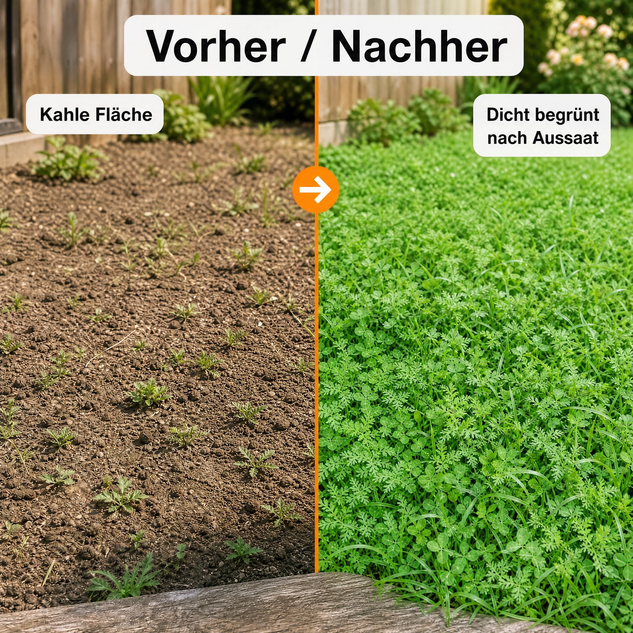 Gärtner's erste Wahl! Bobby-Seeds Bodenkur Schnellgrüner 2500 g für ca. 500 m², Saatgut ohne Gentechnik zur Schnellbegrünung brachliegender Flächen, Klee & Phacelia & Weidelgras