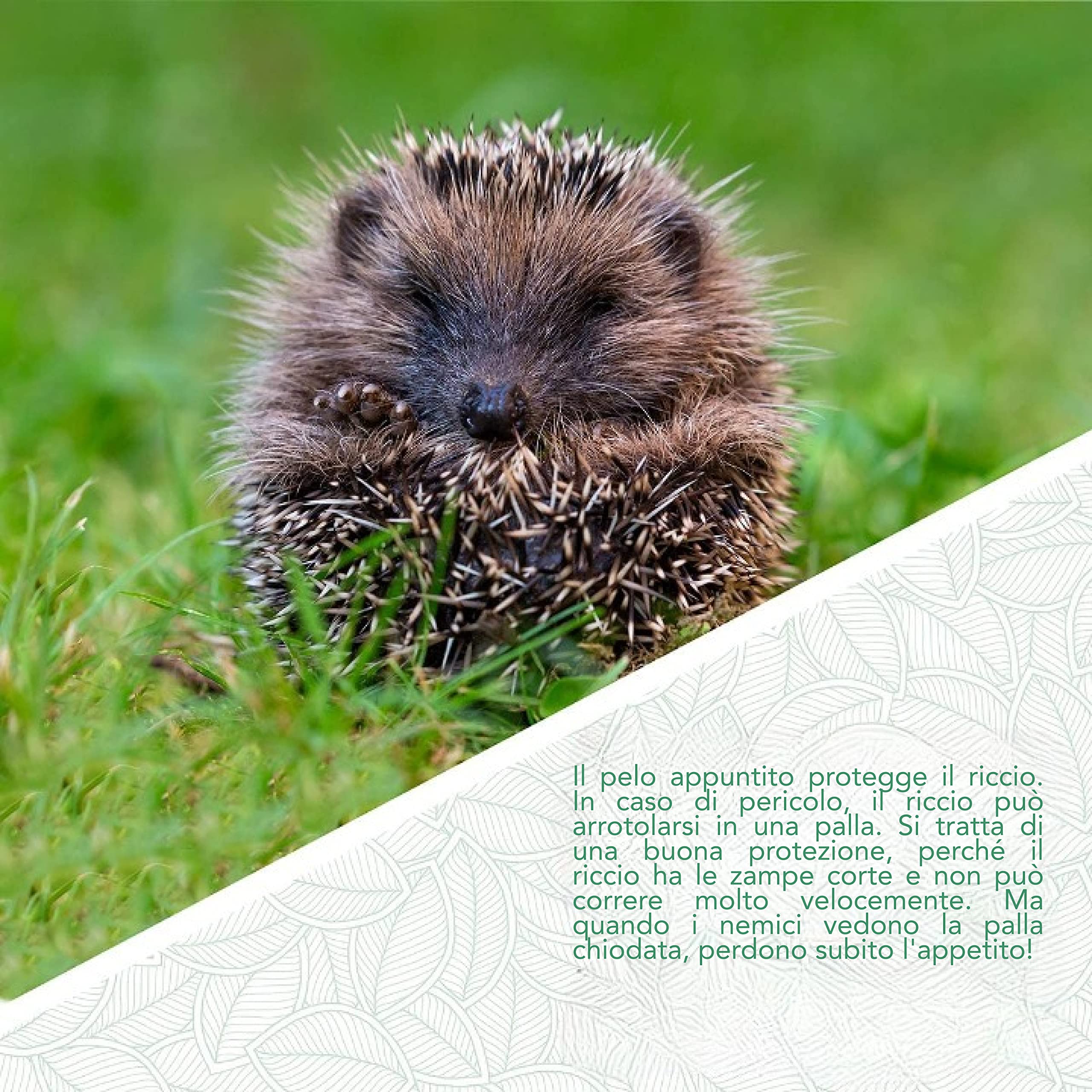 Casetta Per Ricci In Legno Massello - Rifugio Invernale, Ingresso Antipredatore, 30.5x26.5x24cm - Foto 4