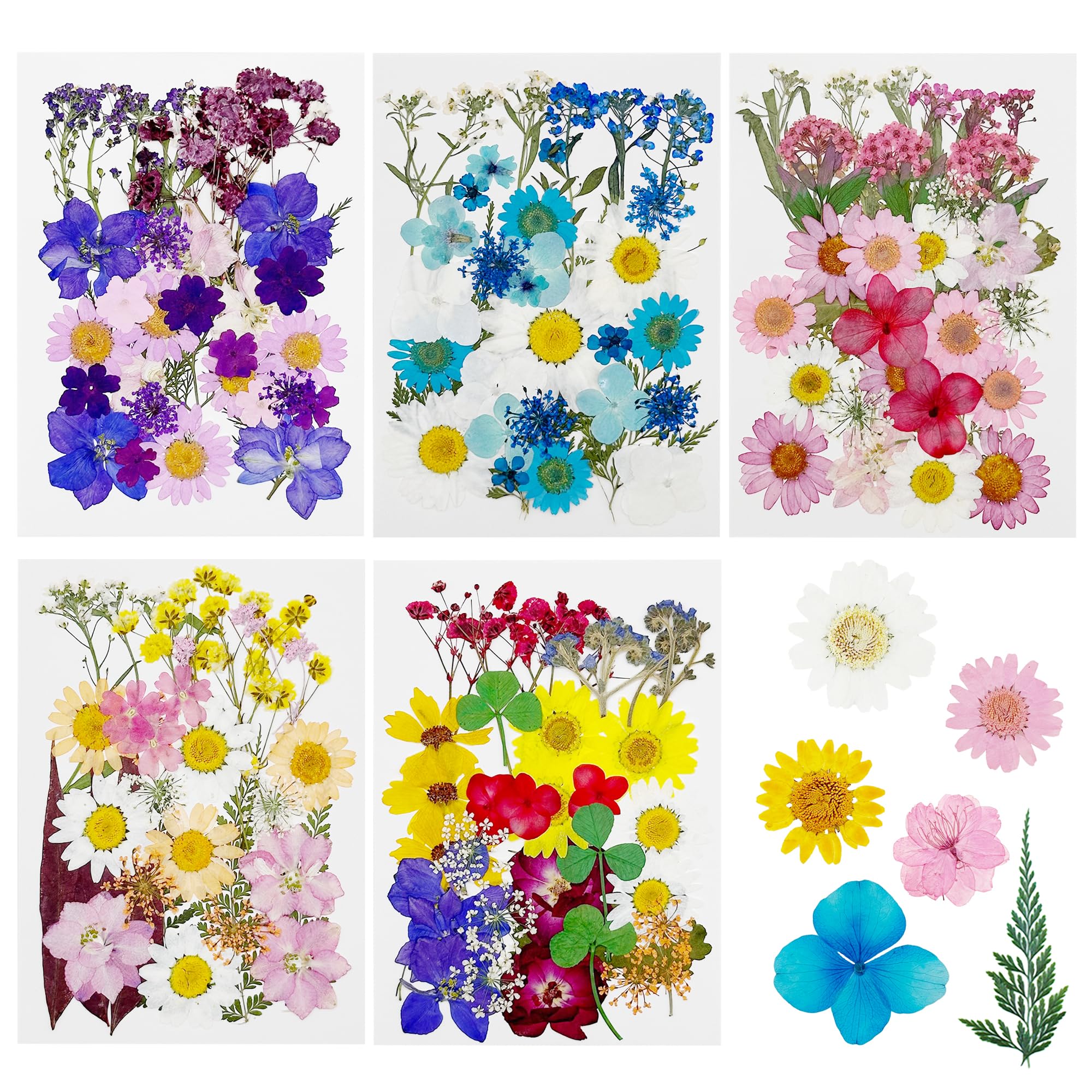 Fleurs séchées pour bricolage Cayway 170 pcs de feuilles naturelles pressées