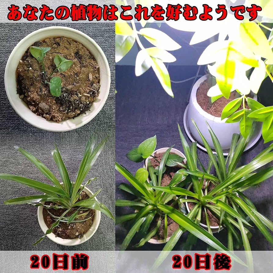 植物育成ライト 15W 6000K 3個 黒色 太陽光 フルスペクトルLED17 Amazon.co.jp: E17 植物育成ライト 新しいLEDフルスペクトル