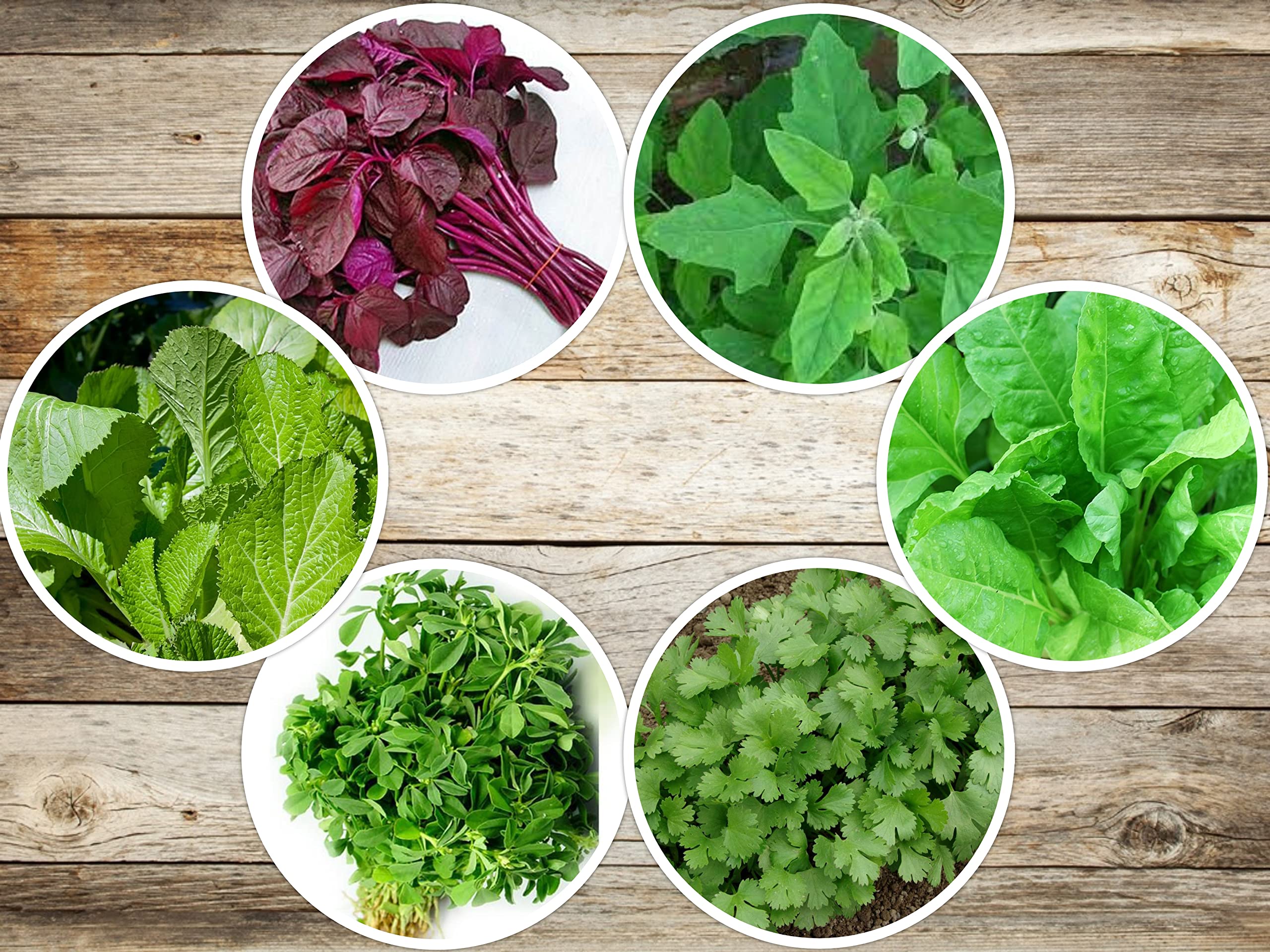 OL Seeds - 6 (Spinach, Coriander, Fenugreek, amaranth, Bathua, Mustard) Best Leafy Vegetable Seeds Combo For Your Garden (B0B3SB8WJK) Amazon Price History, Amazon Price Tracker