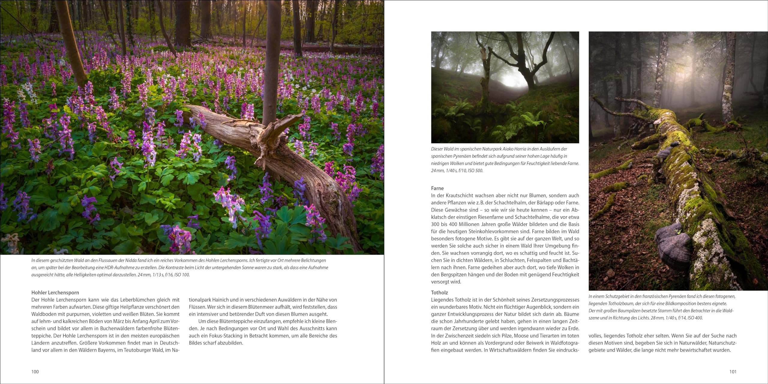Geheimnisse der Waldfotografie: Die faszinierende Welt der Bäume verstehen und stimmungsvoll in Szene setzen