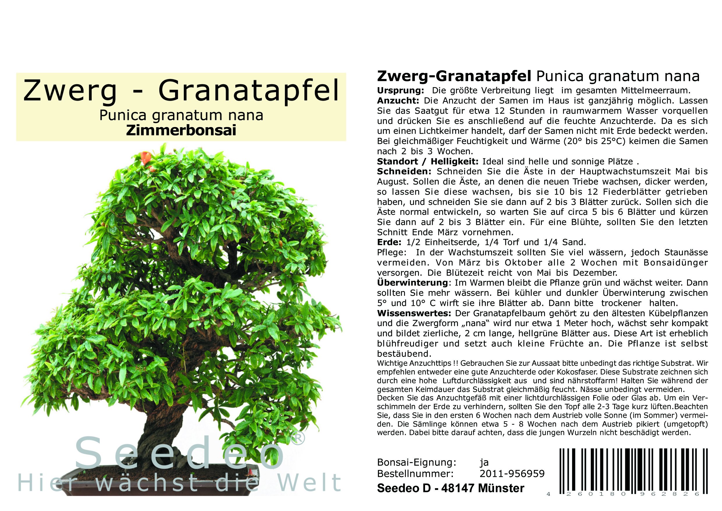 Seedeo Bonsai Anzuchtset Zwerg-Granatapfel Punica granatum nana :  Amazon.de: Garten