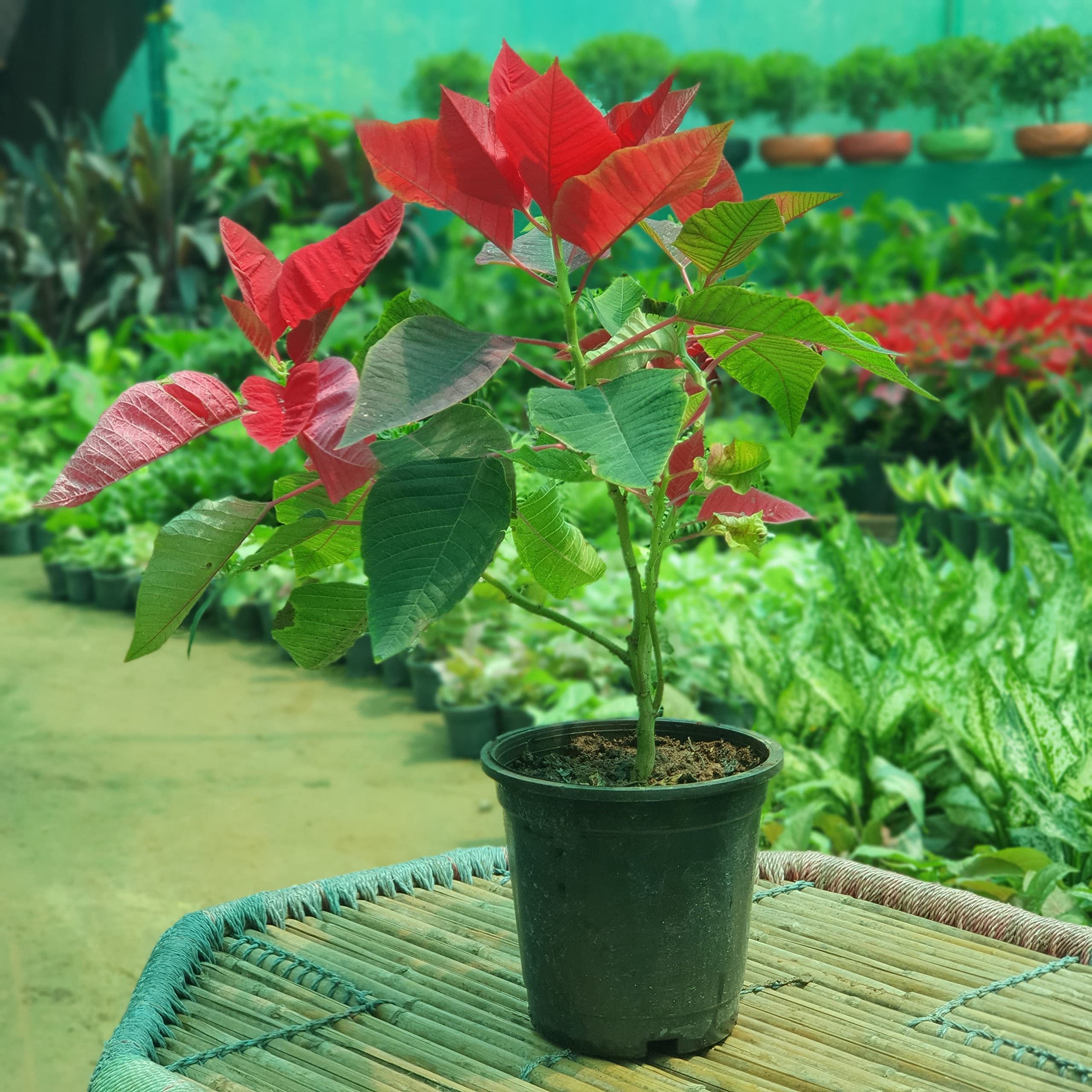 Red Poinsettia Seeds - Christmas Flower Seeds -2