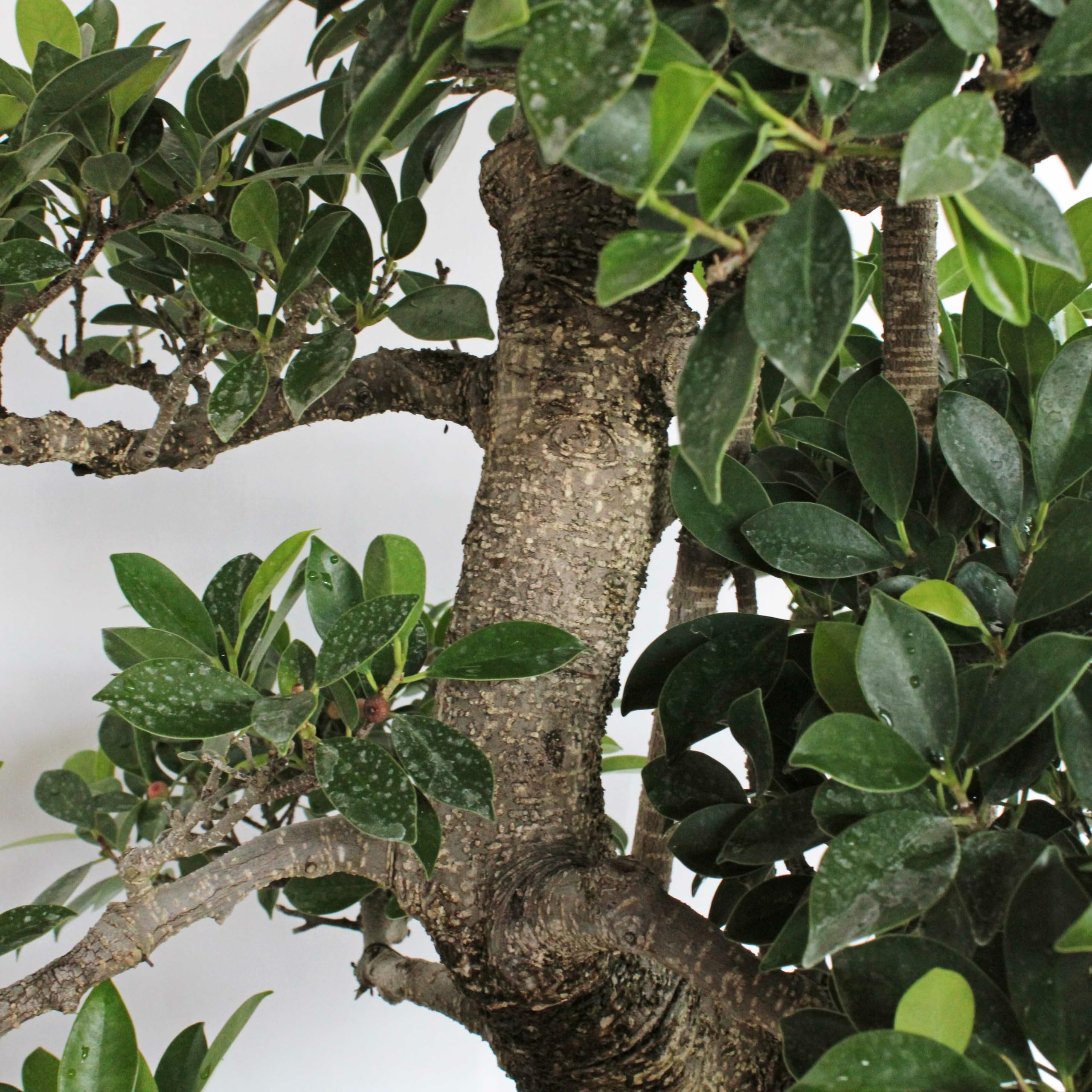 KENTIS - Bonsai Ficus Microcarpa - Bonsai Ficus Retusa - Naturalles Plantes d'Intérieur - Pot en Céramique Artisanal - H 95-105 cm Pot Ø 46 cm