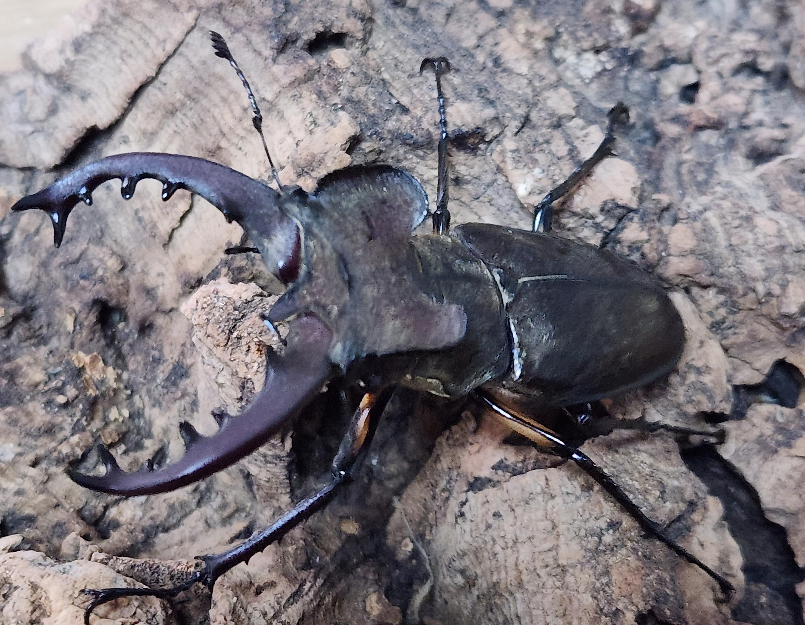 ミヤマツヤハダクワガタ　♂20.8〜20.9㎜ペア　標本 ミヤマツヤハダクワガタ ペア 静岡県 - Insect Islands 〜南の島