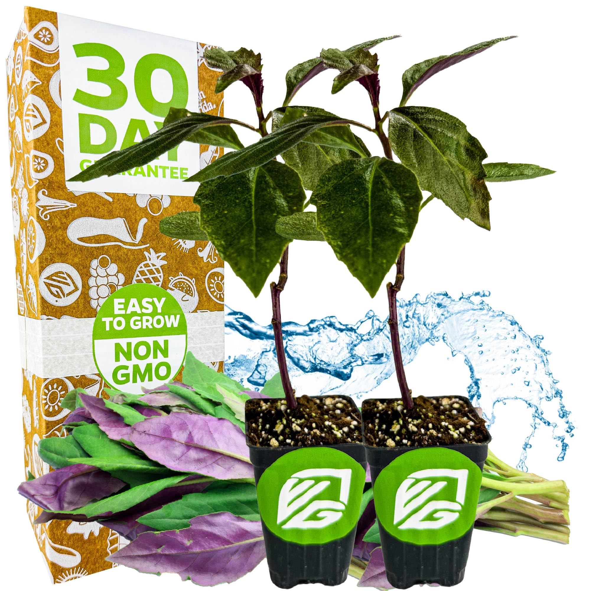 Okinawa Spinach 2-Pack