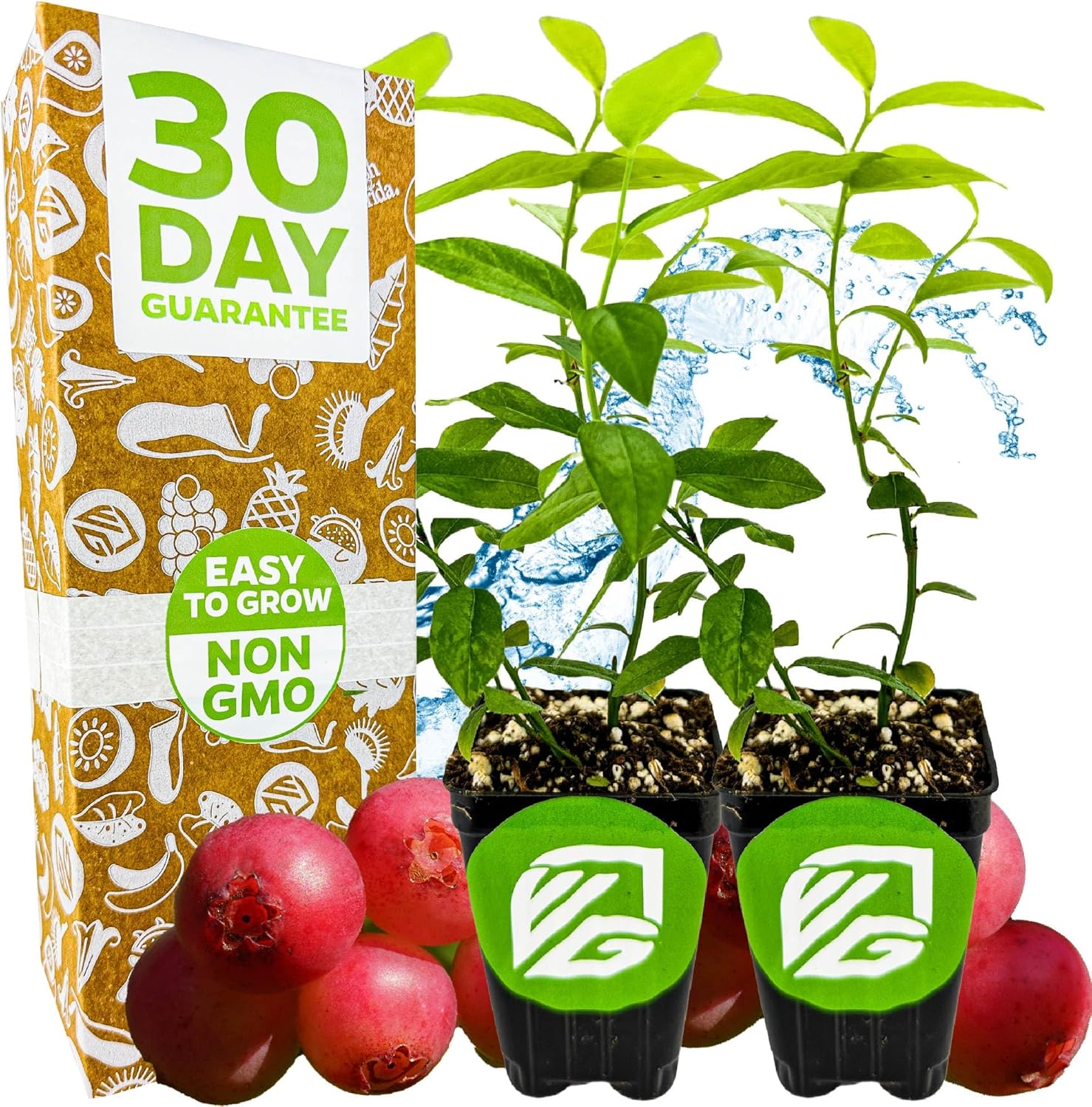 Pink Lemonade Blueberry Plant (Rabbiteye) – Vaccinium by Wellspring Gardens – Sweet Pink Fruit – Self-Pollinating – Live Edible Shrub – Great for Containers & Gardens (2-Pack)