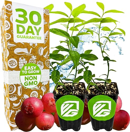 Miniatura 7 de Planta viva Darrow Blueberry - Vaccinium corymbosum - Planta de inicio Wellspring Gardens