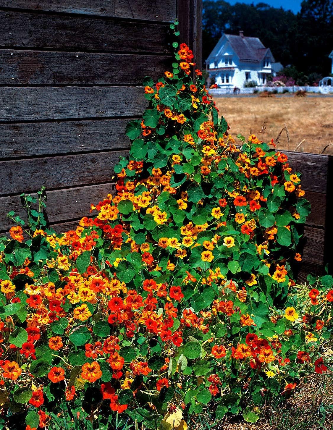 Nasturtium Tall Mix Flower Seeds 25 Count, COOL BEANS N SPROUTS" Brand. Home