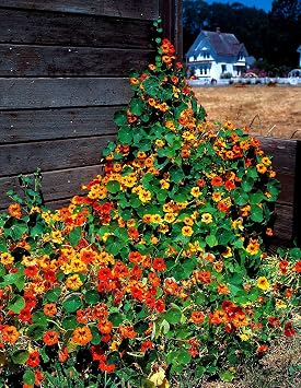 Nasturtium Tall Mix Flower Seeds,50 Count COOL BEANS N SPROUTS Brand. Home Gardening.