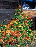 Nasturtium Tall Mix Flower Seeds 25 Count, COOL BEANS N SPROUTS Brand. Home Gardening.