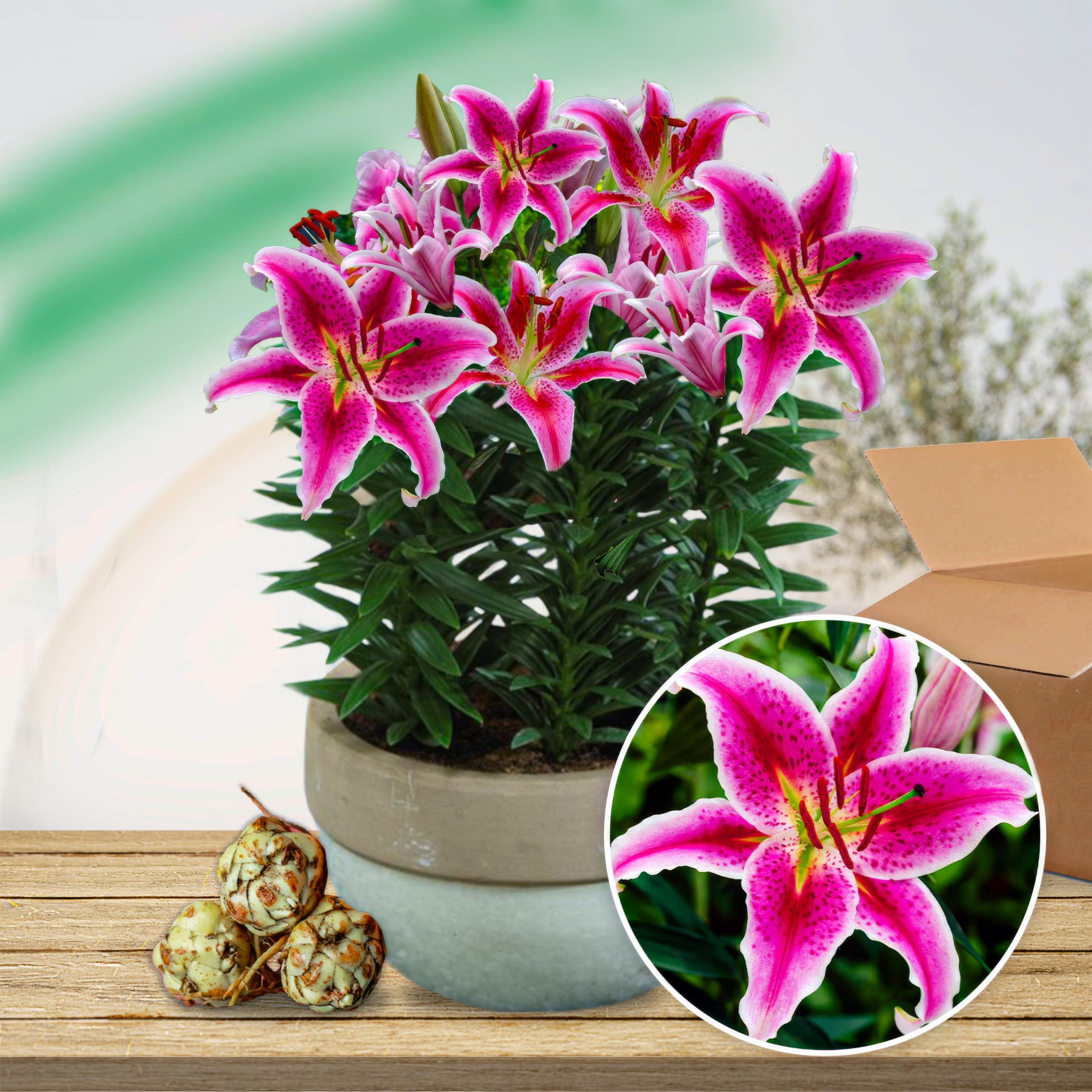 Lilienzwiebeln Winterhart - 4 Rhizome Duftende Lilien | Mehrjährig Blüte Mai-August