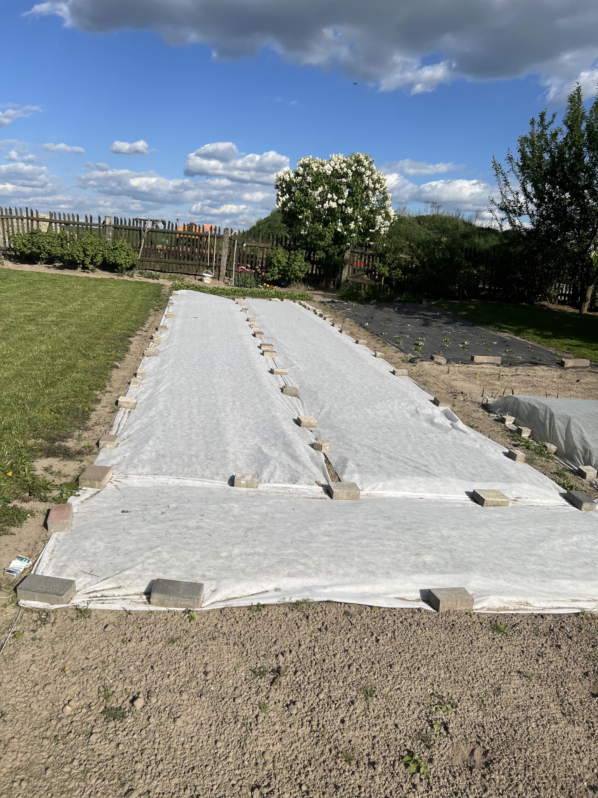 ASF Drainage Tessuto Invernale 60 g/m² 100 m x 1 m Traspirante antigelo UV per Piante e Giardino