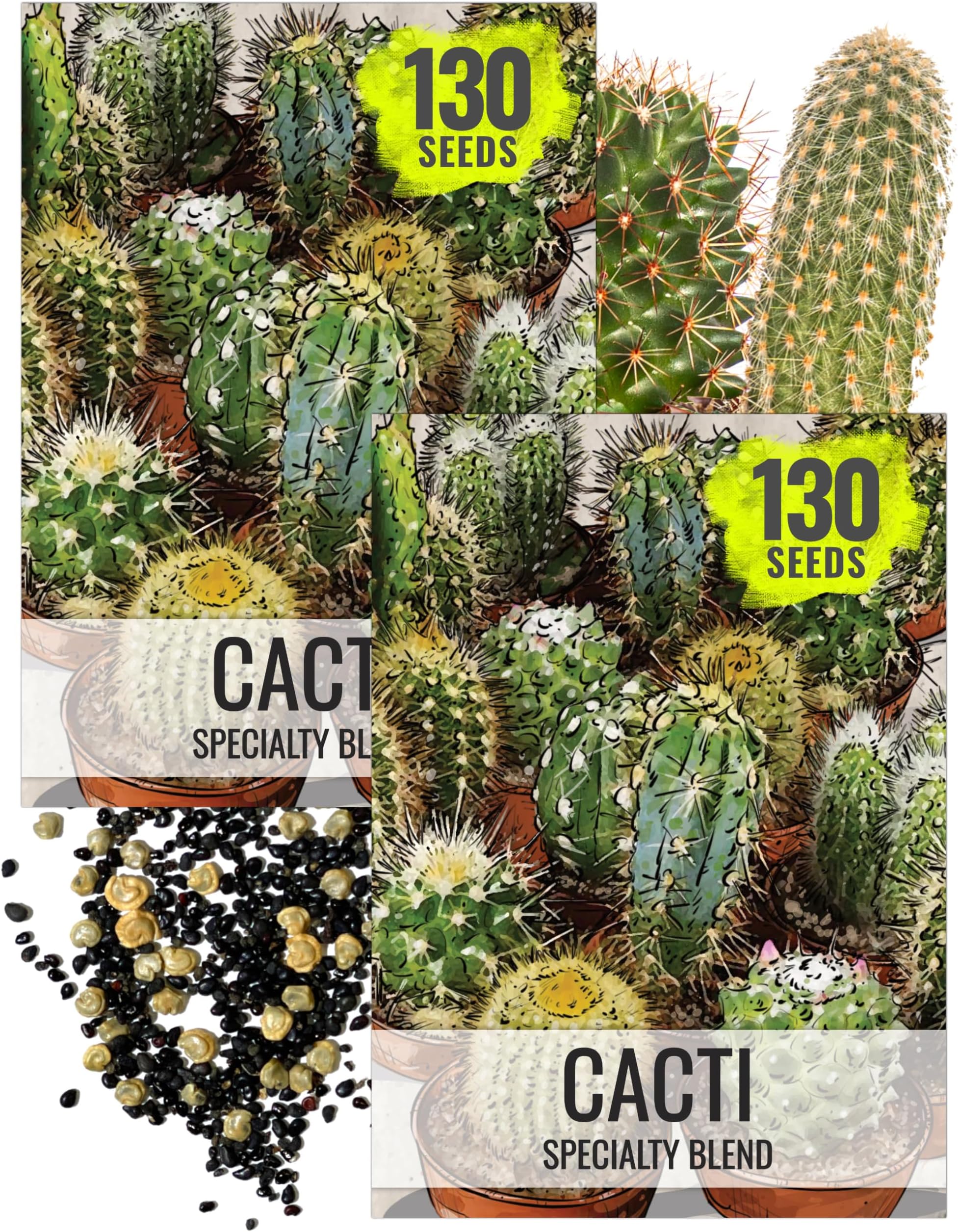 Seed Needs, Mixed Cacti/Cactus Seeds - 130 Seeds for Planting - Great Plants for Indoor Office Spaces, Easy to Grow (2 Packs)