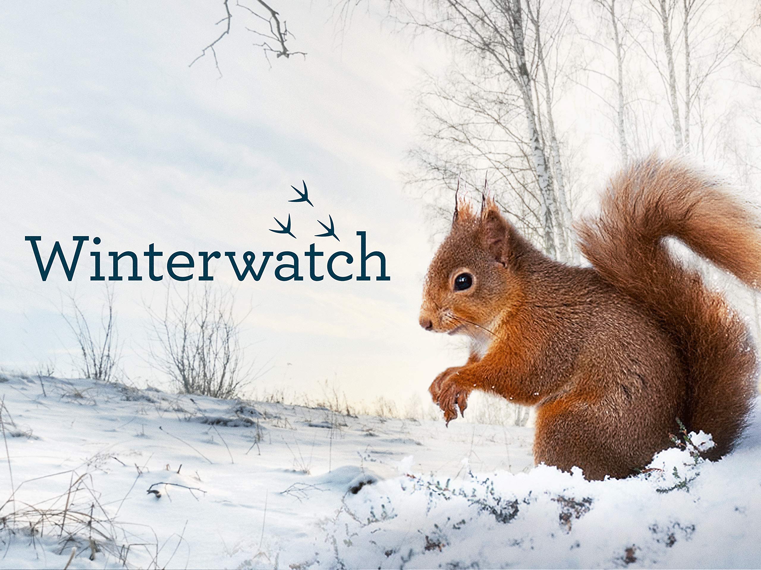 Watch Winterwatch, 2020 Prime Video