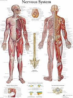 AllStarMedia The Nervous System Human Body System Anatomical Poster Educational Chart – A3 (30x42CM) (Unframed)