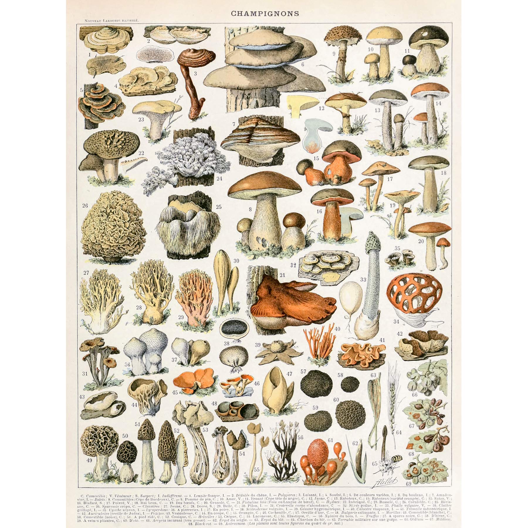 Artery8 Millot Encyclopedia Page Mushrooms Variety Premium Wall Art Canvas Print 18X24 Inch