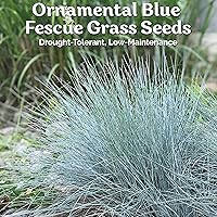 Vista 2 de KVITER 100 semillas de hierba de festuca azul (Festuca Glauca) – Semilla de festuca de oveja, hierba ornamental perenne, semillas de reliquia