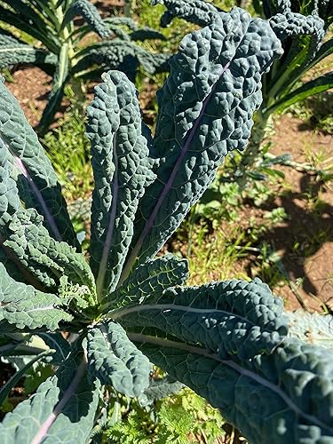 Miniatura 3 de Black Magic Lacinato - Semillas de col rizada, paquete de 150, sin OMG, polinizadas abiertas, sin tratar, semillas vegetales para plantar, de