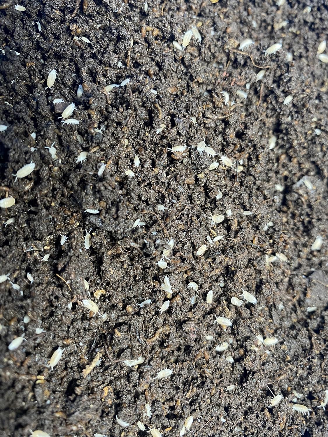 Pocket Pets 30 Dwarf White Isopods and Mixed Springtail Eggs in Living Bioactive Soil Clean Up Crew for Reptile and Amphibian Food Order only if Your 5 Day Forecast Temps are Between 20 and 95