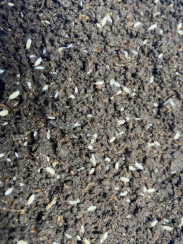 Isópodes Dwarf White e springtails para terrário bioativo Pocket Pets – Pacote com no mínimo 30 unidades, 227 g