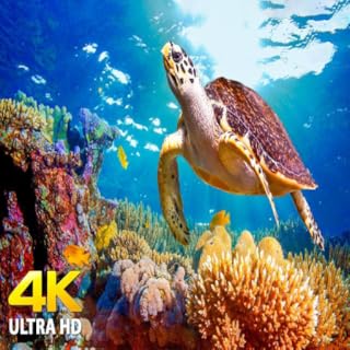 Aquário 4K VÍDEO 🐠 Belo Peixe de Recife de Coral Relaxante - Meditação relaxante do sono