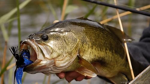 The American Angler Outdoors
