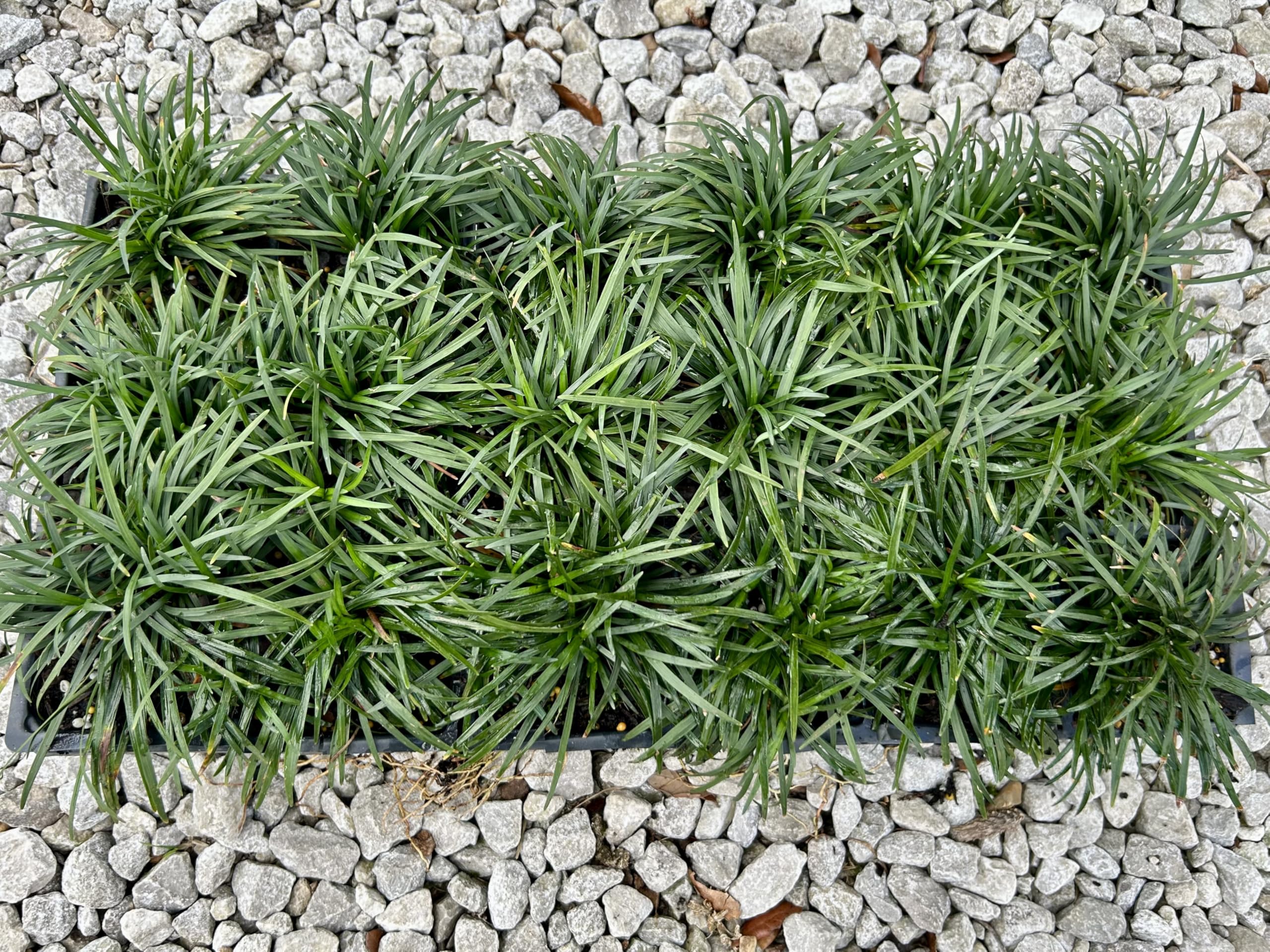 Dwarf Mondo Grass Nanus