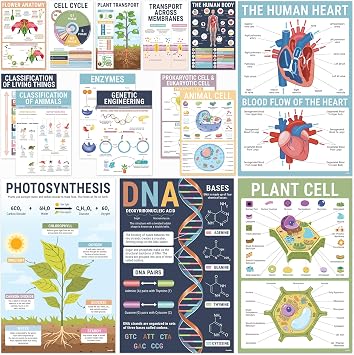 BrightenKidz Biology Posters for Classroom, 15 Pack 11x17 Science Charts
