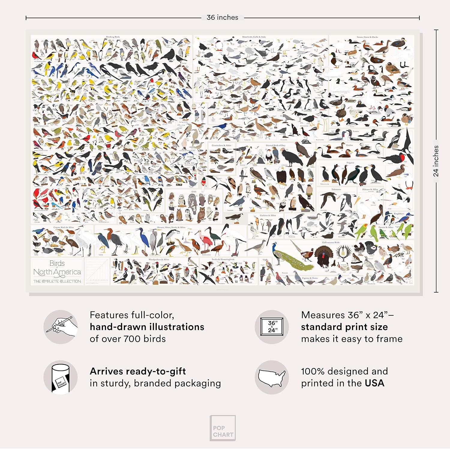 Pop Chart | Birds of North America | 36" x 24" Large-Format Poster | Every Bird Species in North America Illustrated | Perfect Wall Decor for Nature Lovers | 100% Made in the US