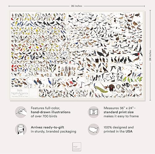 Miniatura 2 de Pop Chart | Birds of North America | Póster de formato grande de 36 x 24 pulgadas | Todas las especies de aves en América del Norte ilustradas |