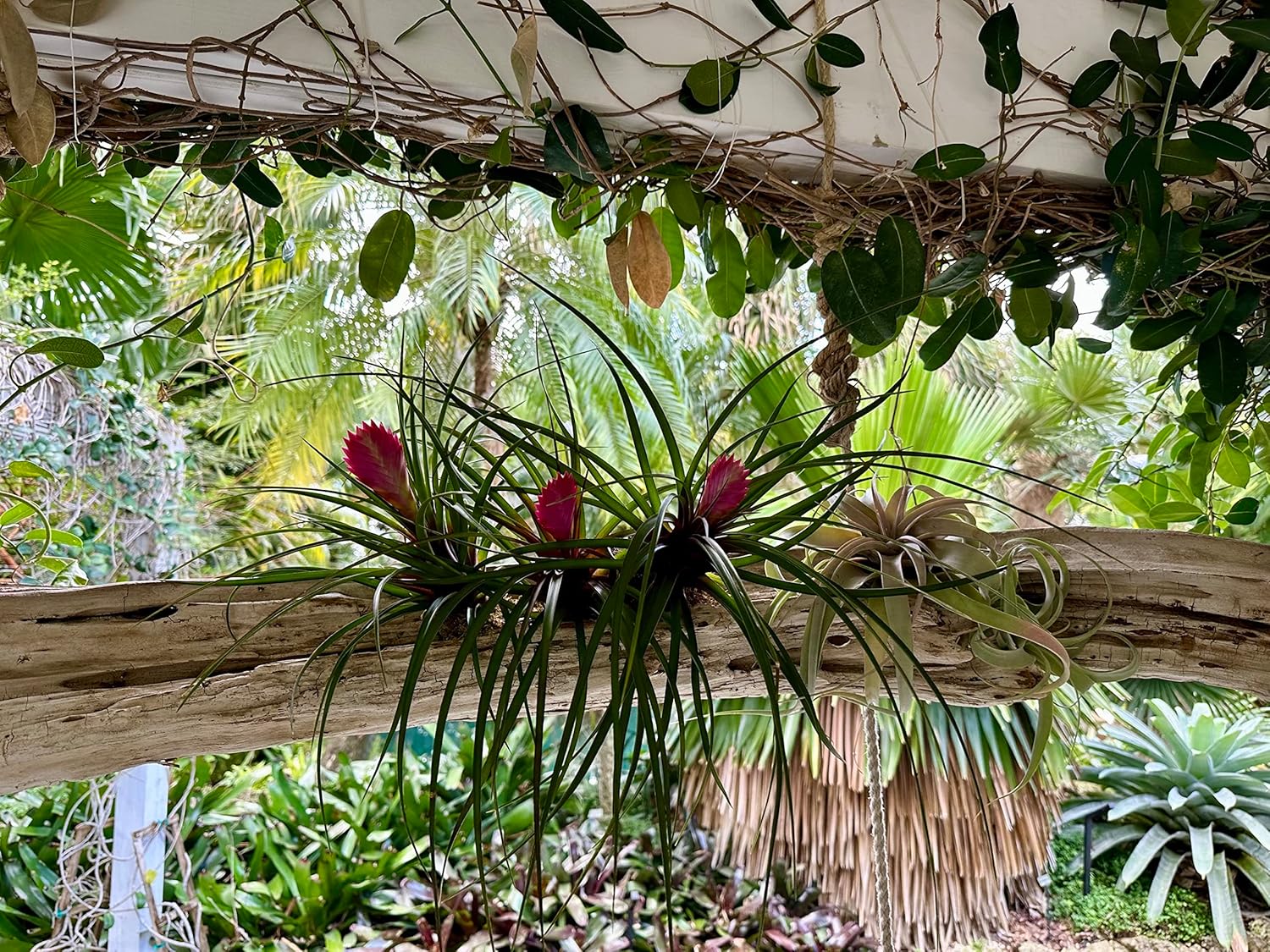 ragnaroc Live Air Plants – Flowering Tillandsia Cyanea, Giant 15-18" in a 4" Growers Pot - 2ct - Live Arrival Guaranteed - House Plants for Home Decor & Gift