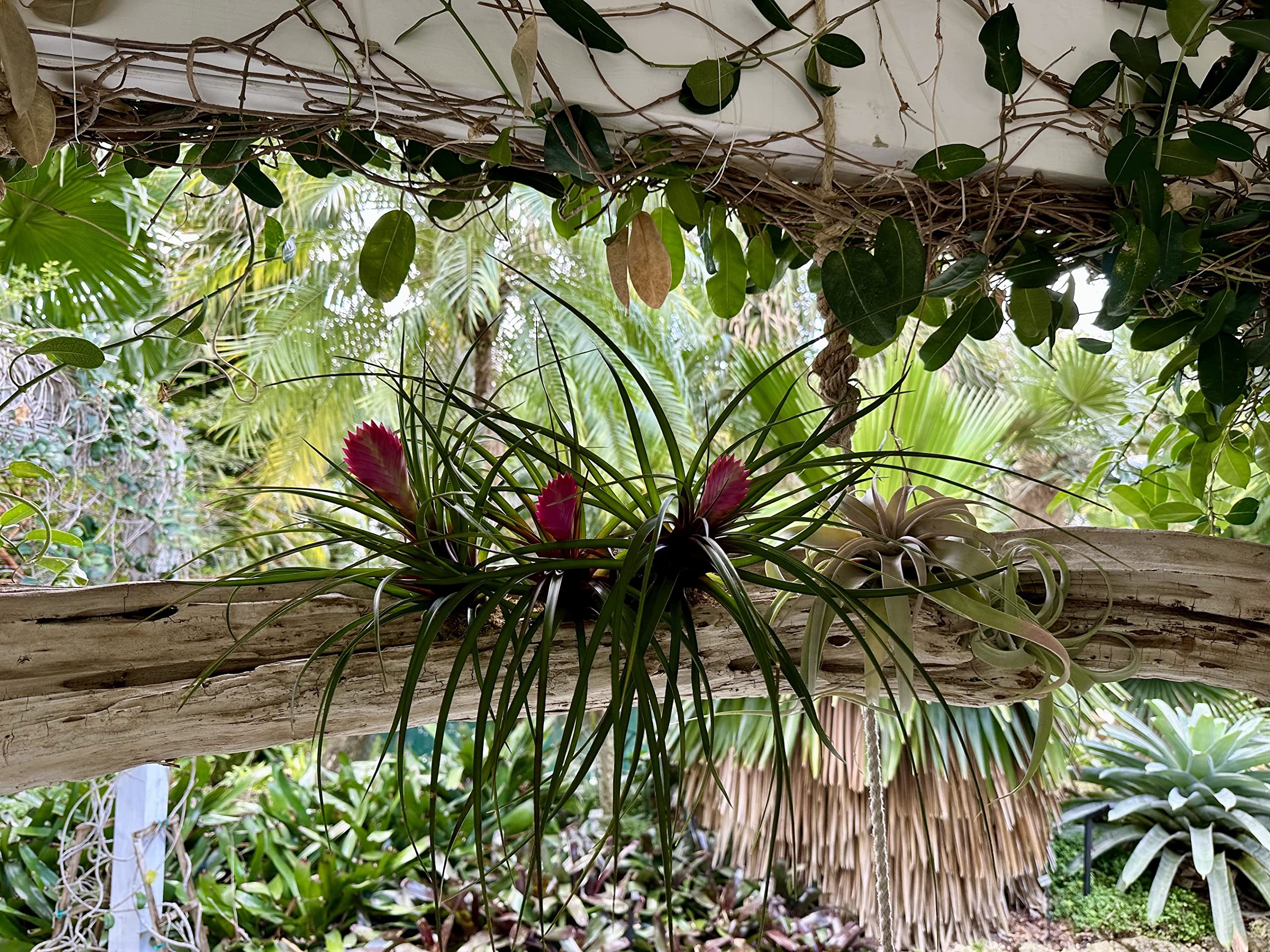 Tillandsia cyanea 'White' T'S TROPICALSWallisia cyanea 'White