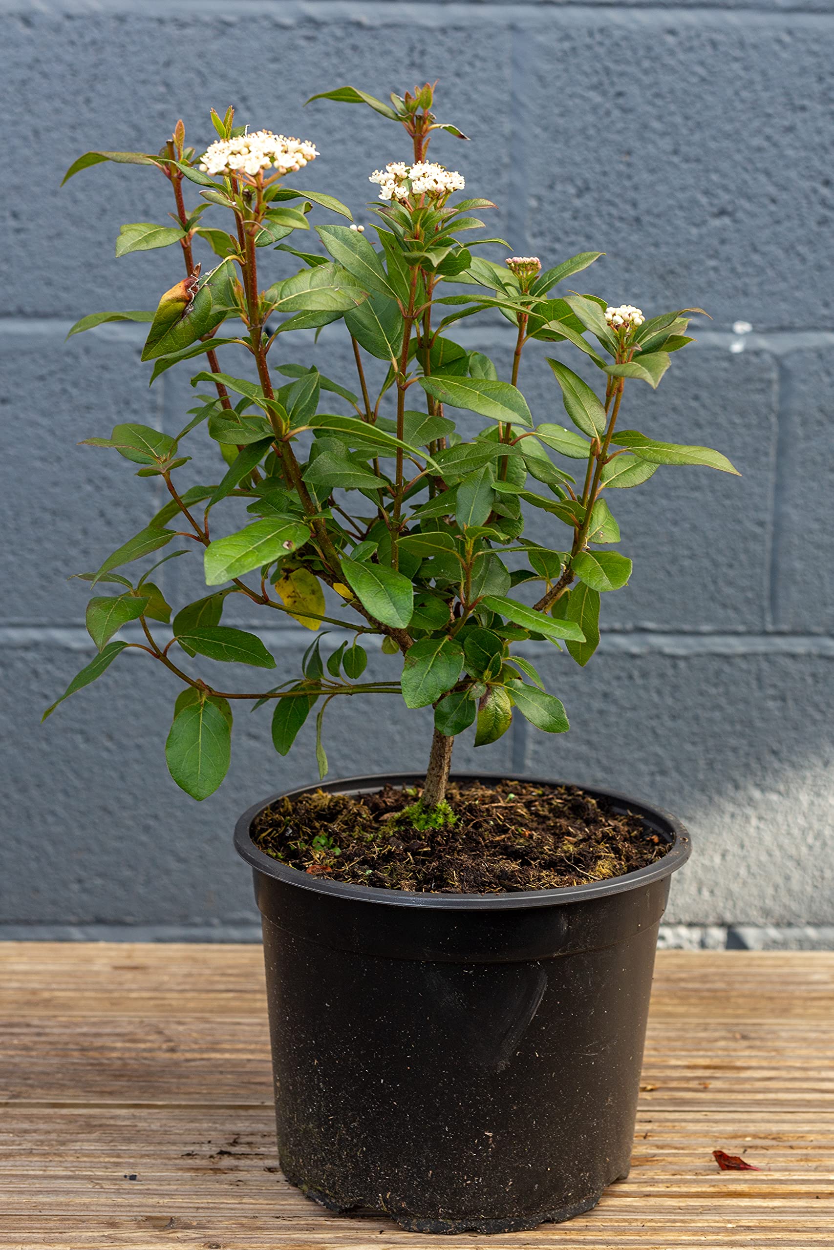 Viburnum tinus 5 Litre Pot x 3