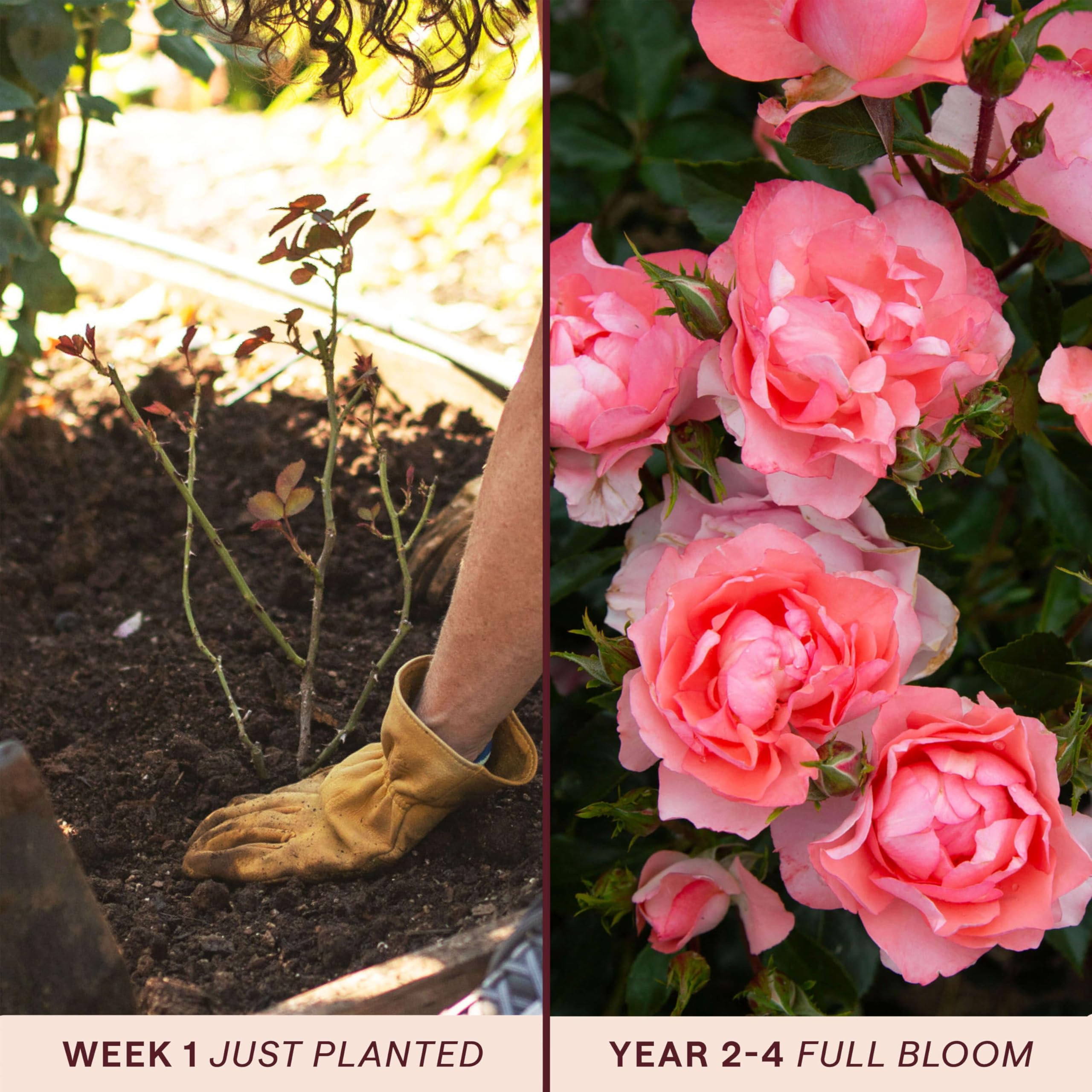Amazon.com : Heirloom Floribunda Roses, Live Own Root Plant for
