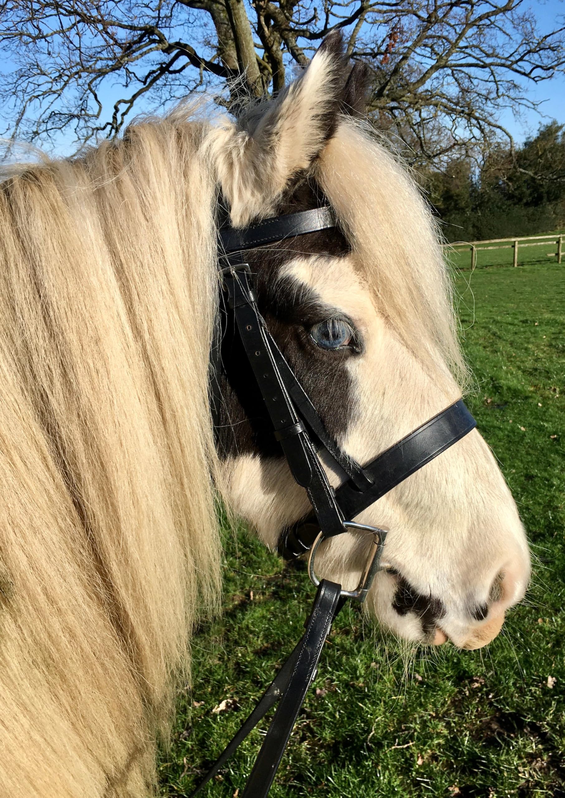Flat Hunter Snaffle Bridle with Rubber Reins - M&M/Native/Shetland/Cob/Show - All Sizes Brown / Full